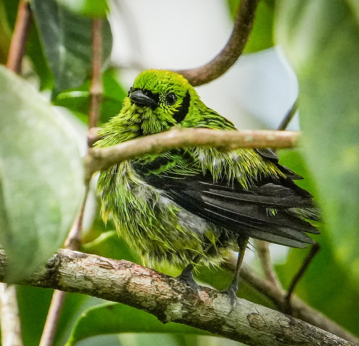 Emerald Tanager - ML635239534