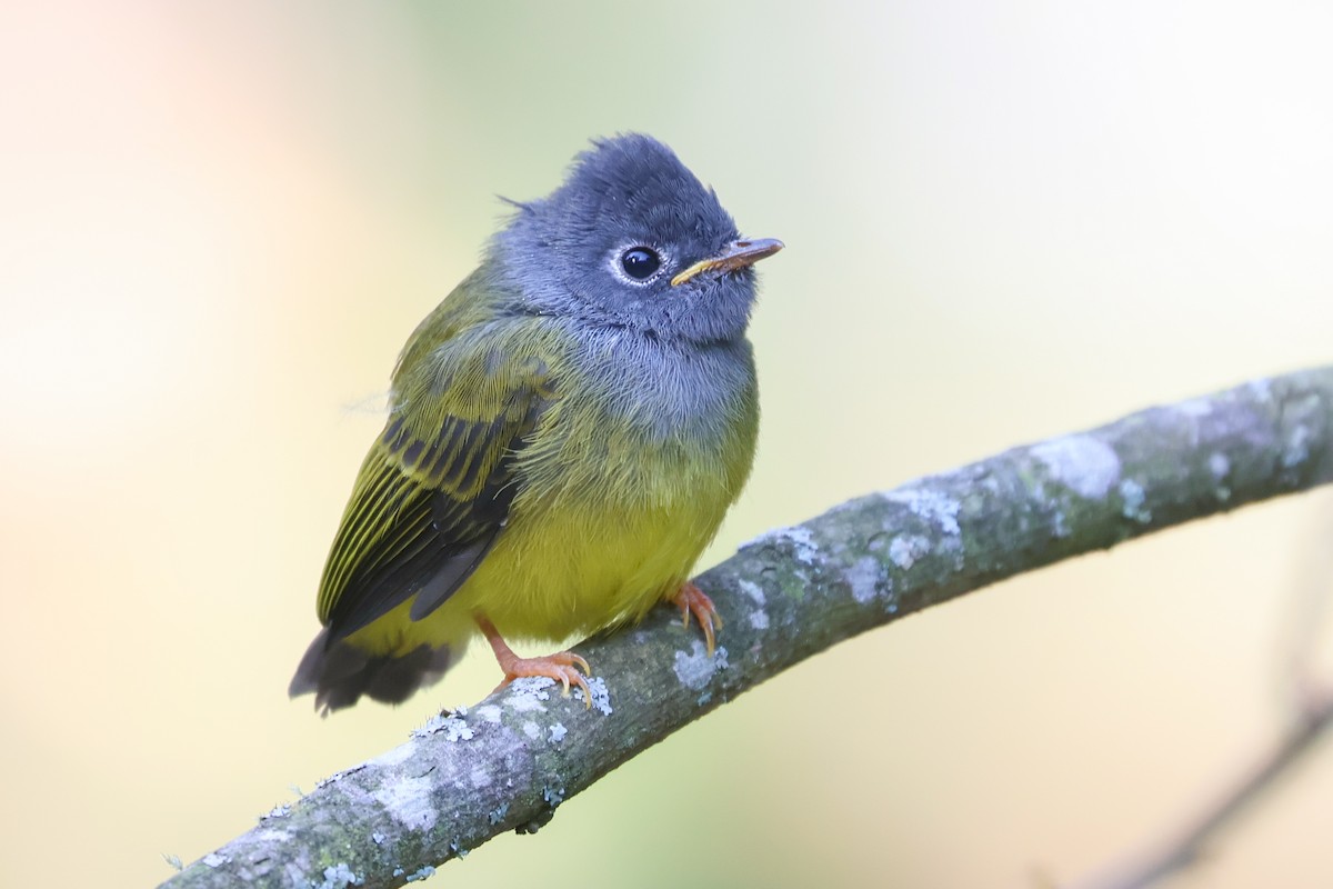 Gray-headed Canary-Flycatcher - ML635239549