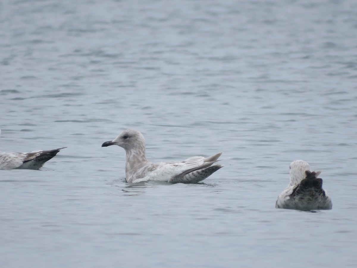 Iceland Gull - ML635239562