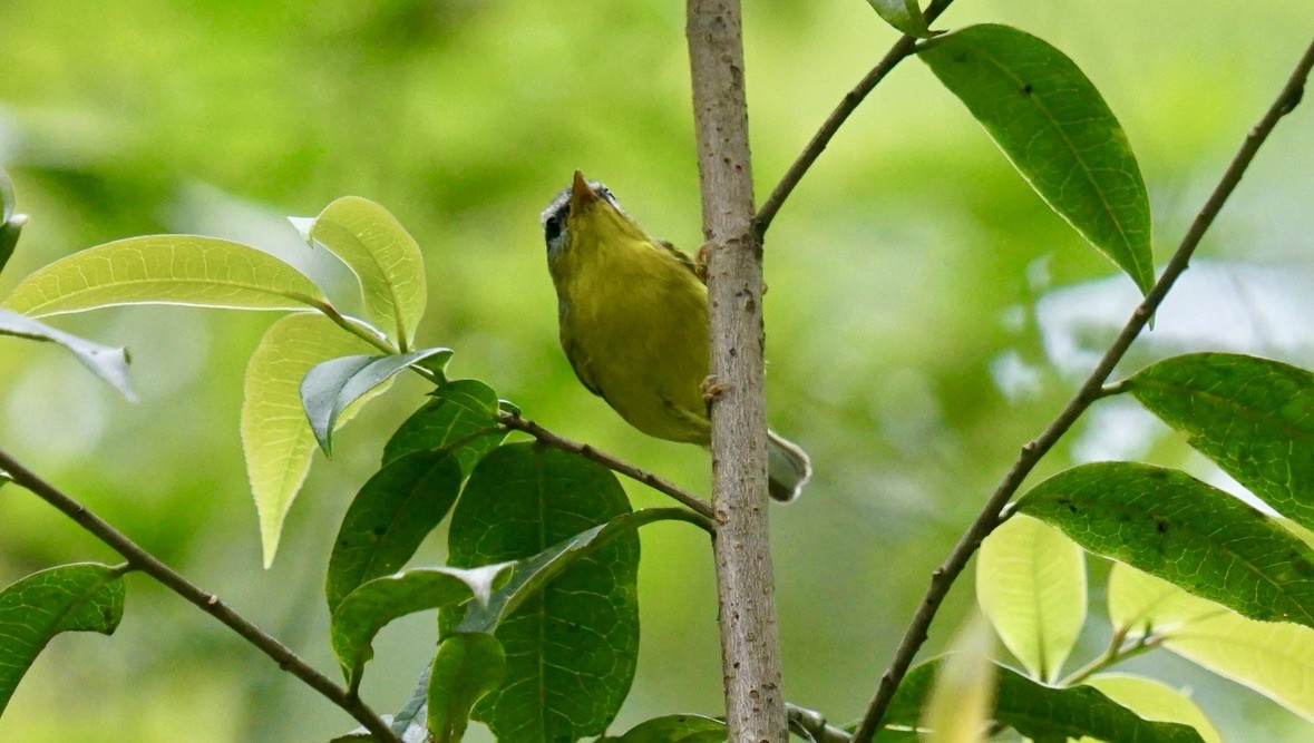 Gray-hooded Warbler - ML635239630