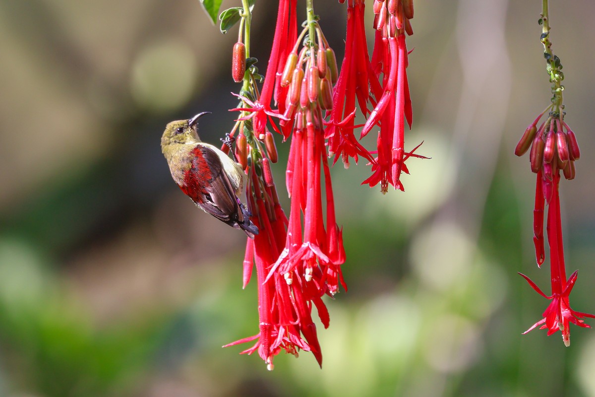 Crimson-backed Sunbird - ML635239667