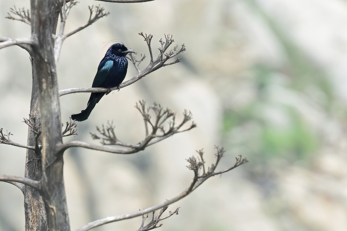 Hair-crested Drongo - ML635239679