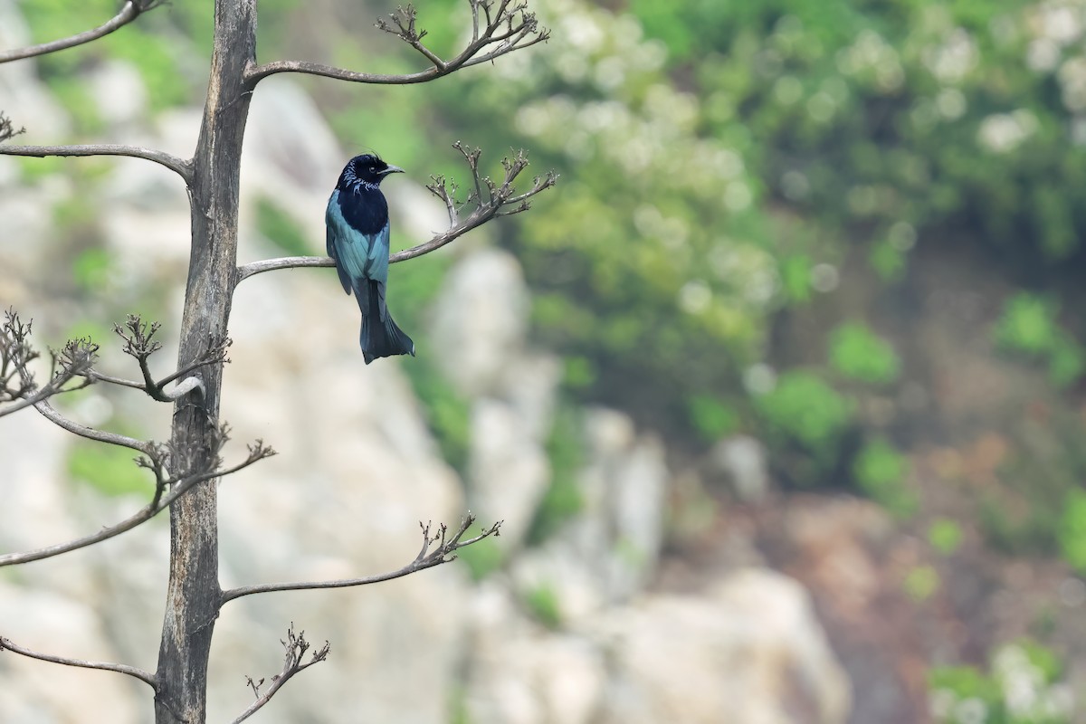 Hair-crested Drongo - ML635239680