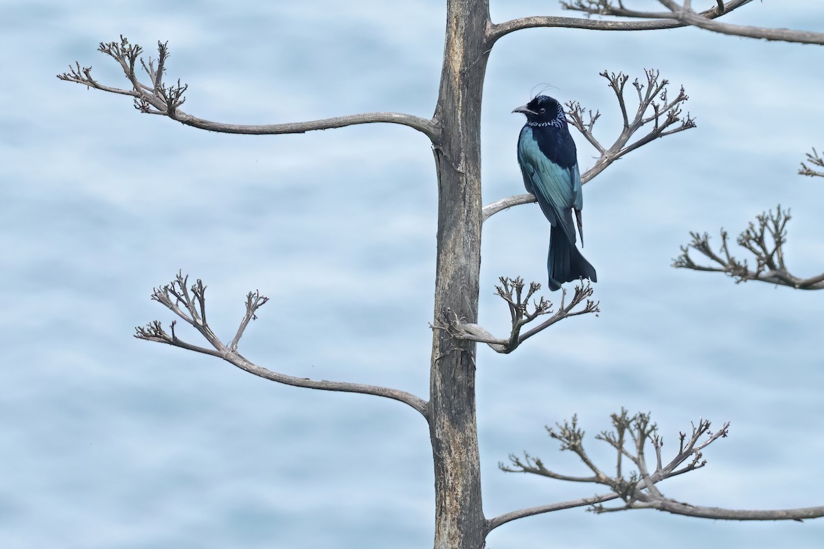 Hair-crested Drongo - ML635239681