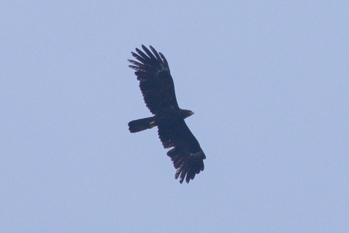 Black Eagle - ML635239743