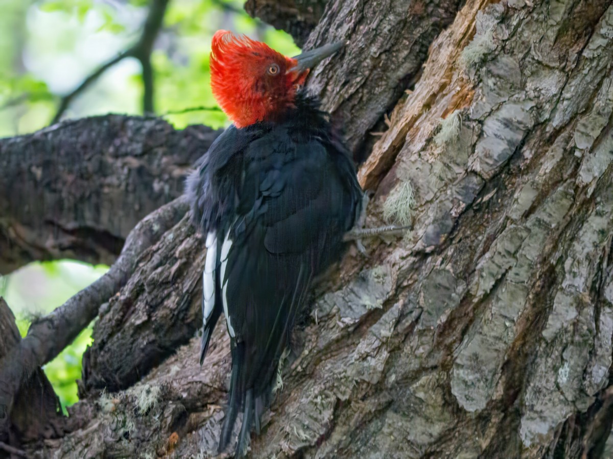 Magellanic Woodpecker - ML635240026