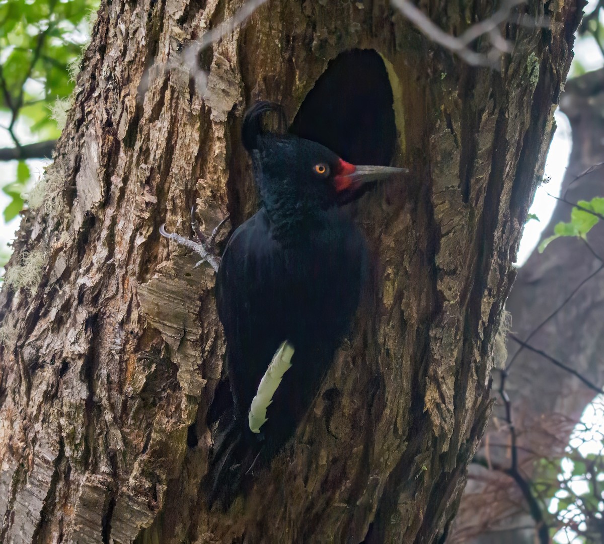 Magellanic Woodpecker - ML635240027