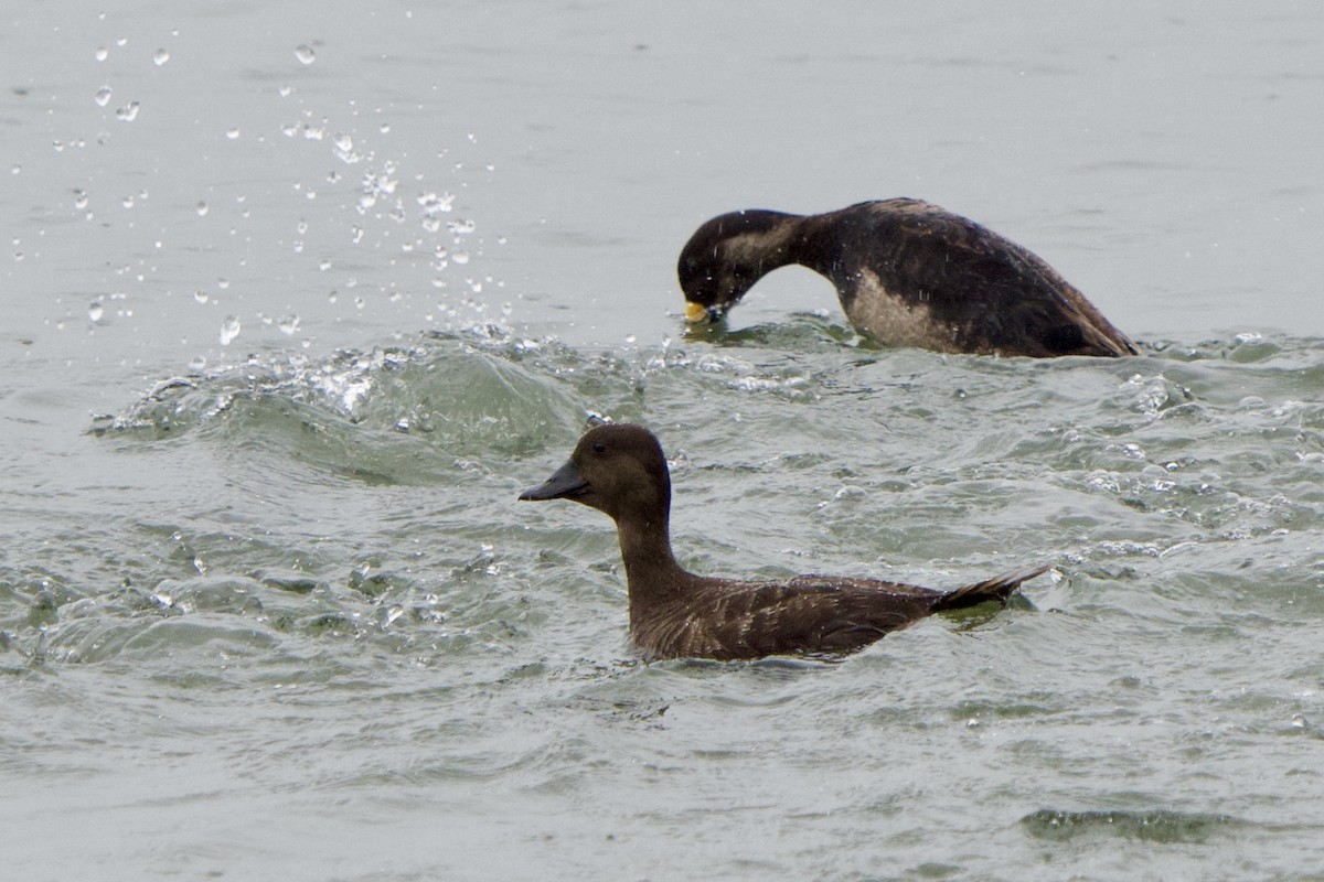 Black Scoter - ML635240032