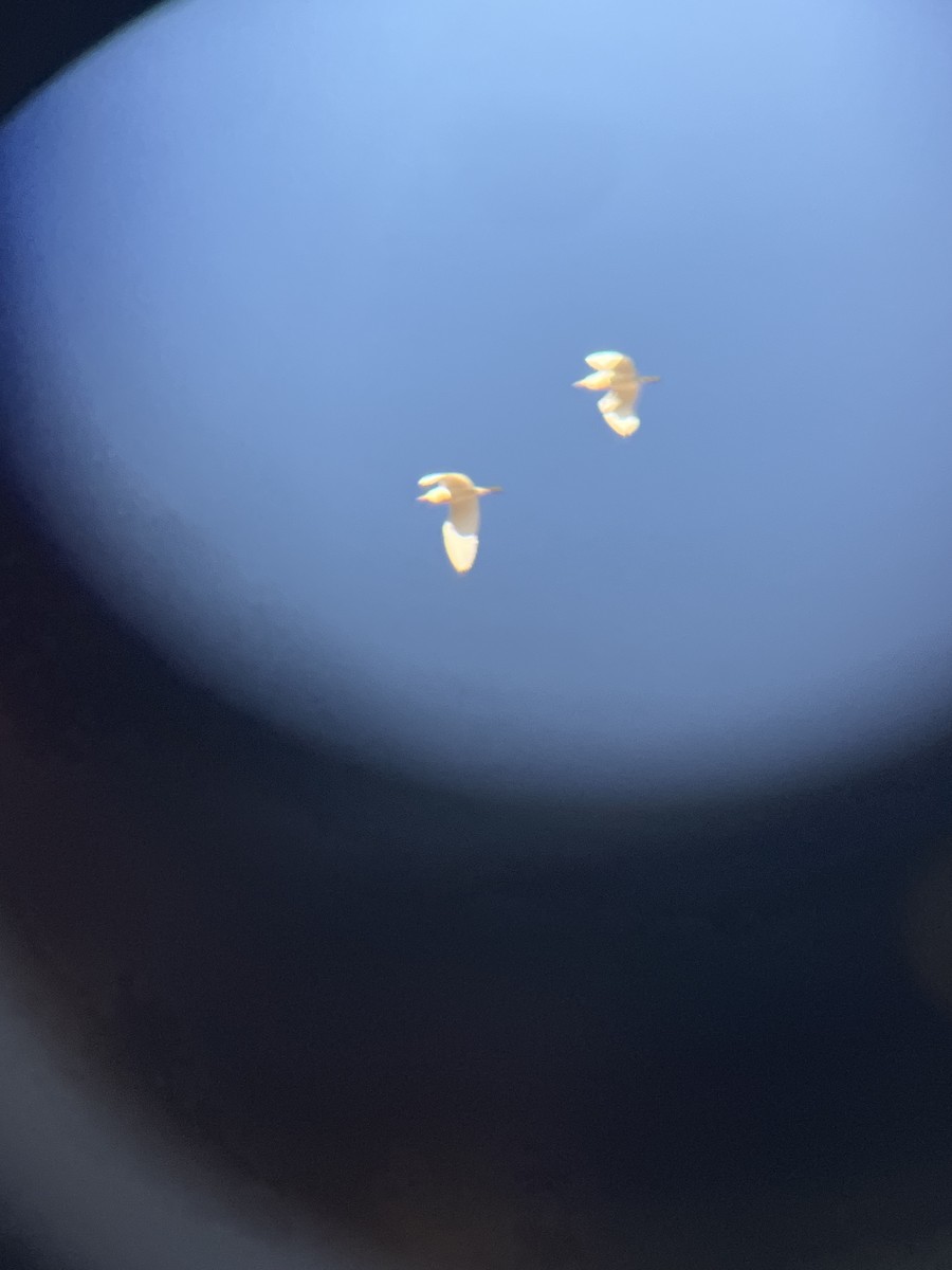 Western Cattle-Egret - ML635240127