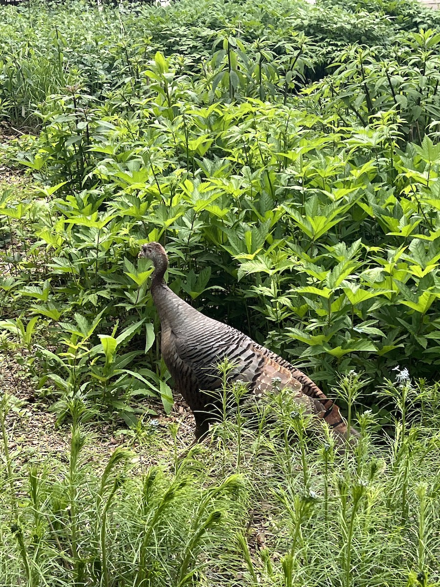 Wild Turkey - ML635240160