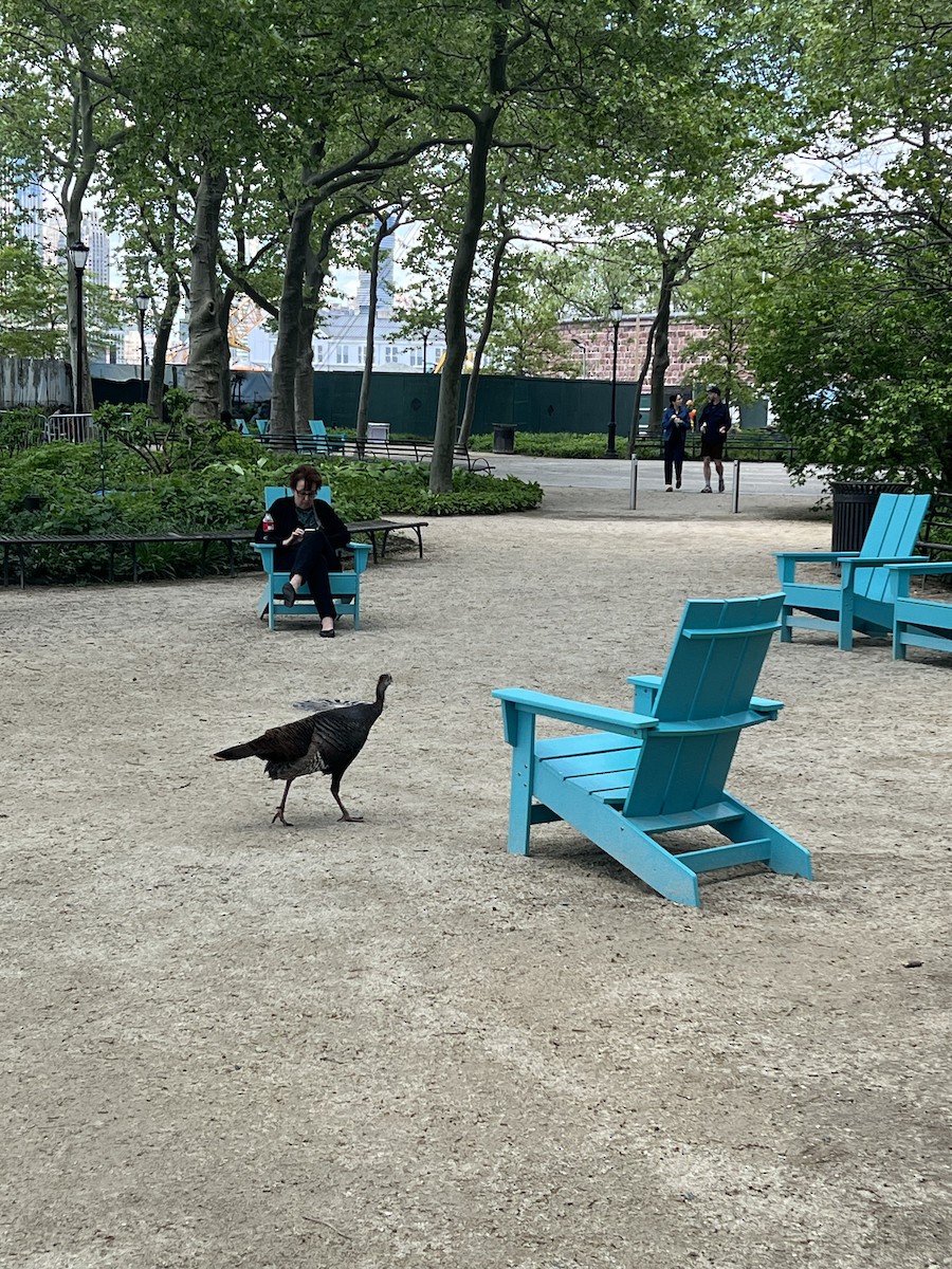 Wild Turkey - ML635240166