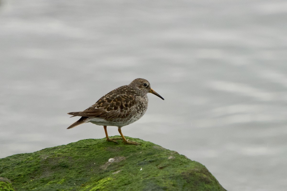Purple Sandpiper - ML635240195