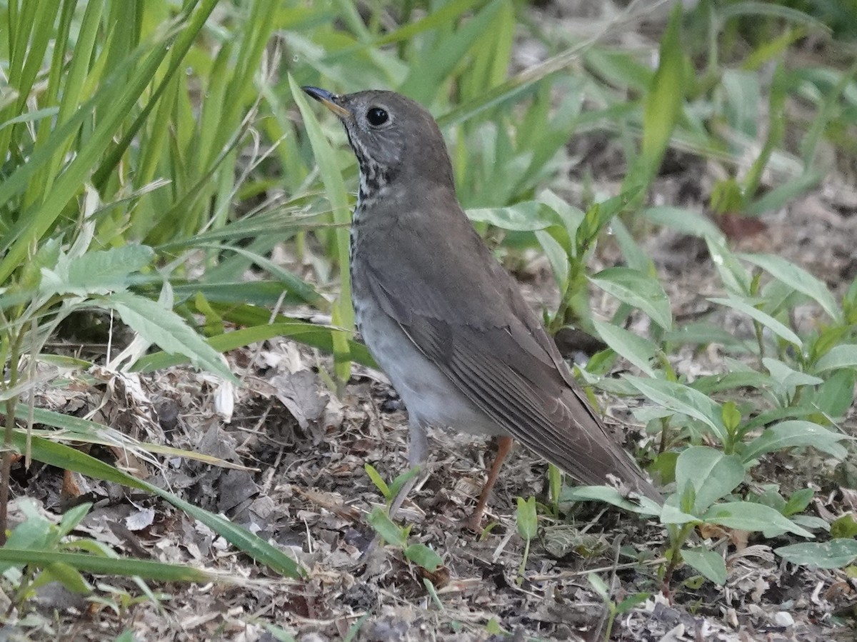 Gray-cheeked Thrush - ML635240376
