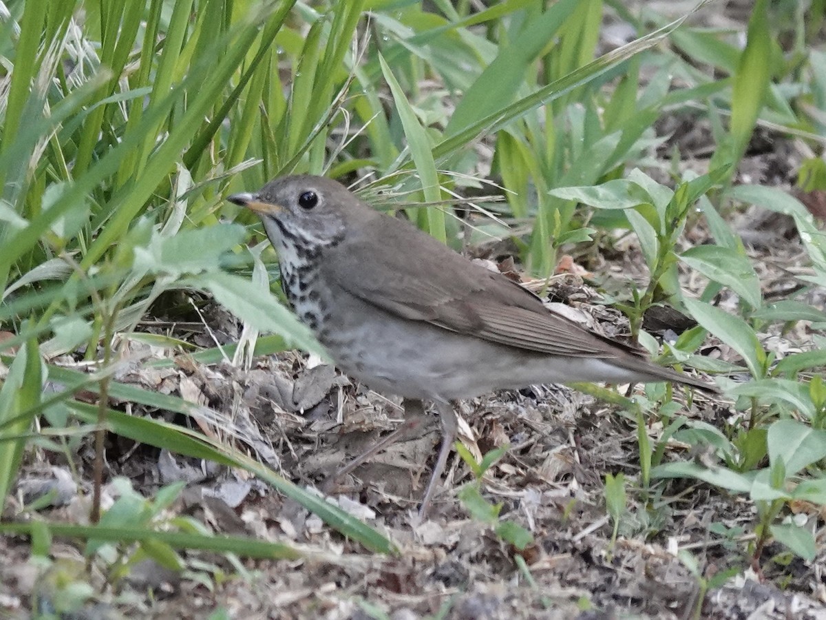 Gray-cheeked Thrush - ML635240377
