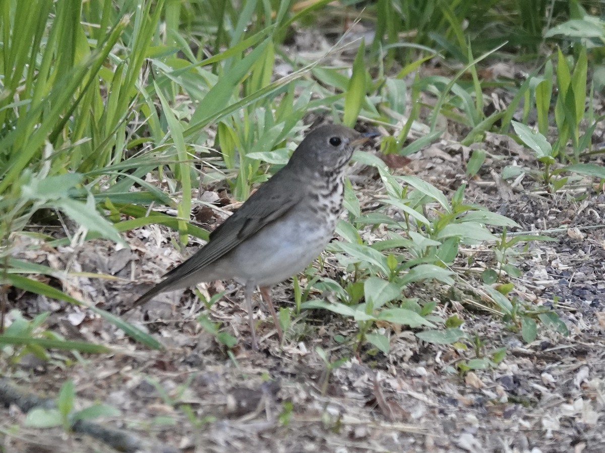 Gray-cheeked Thrush - ML635240378