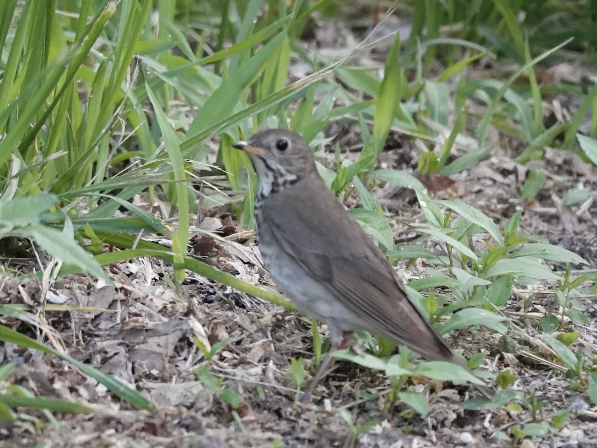 Gray-cheeked Thrush - ML635240379
