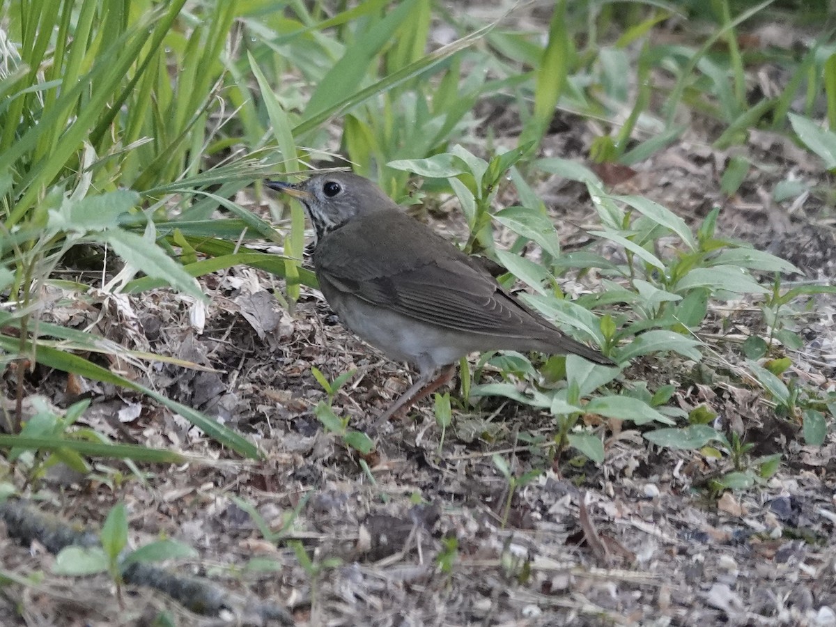 Gray-cheeked Thrush - ML635240381