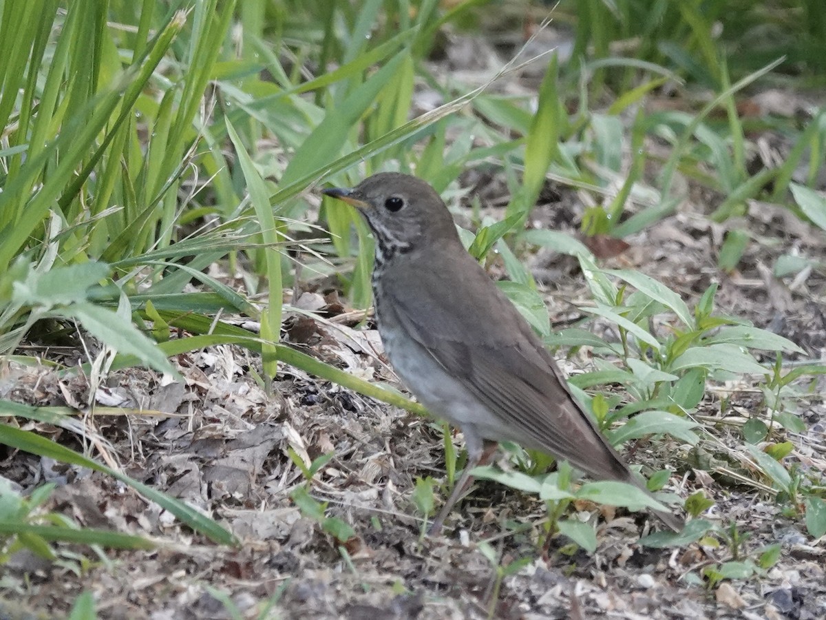 Gray-cheeked Thrush - ML635240382