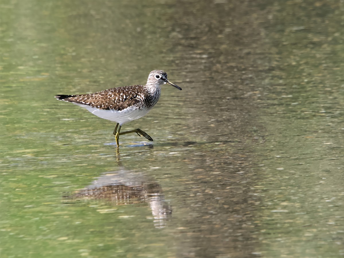 Solitary Sandpiper - ML635240474