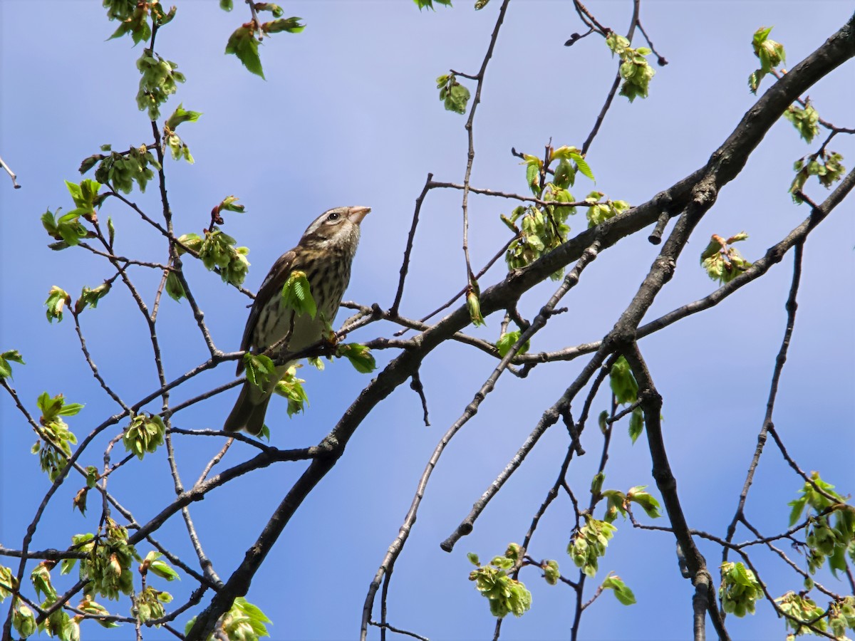 Rose-breasted Grosbeak - ML635240483