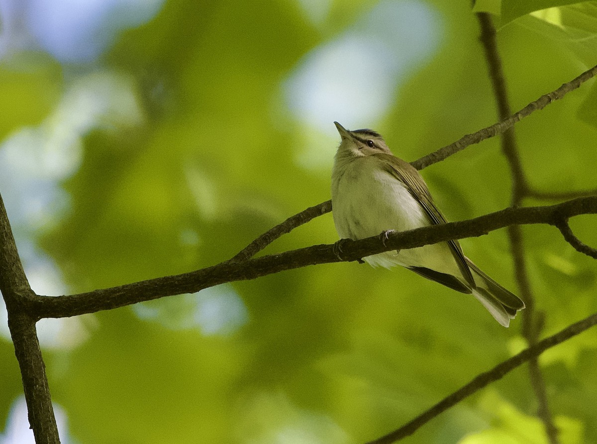 Red-eyed Vireo - ML635240661