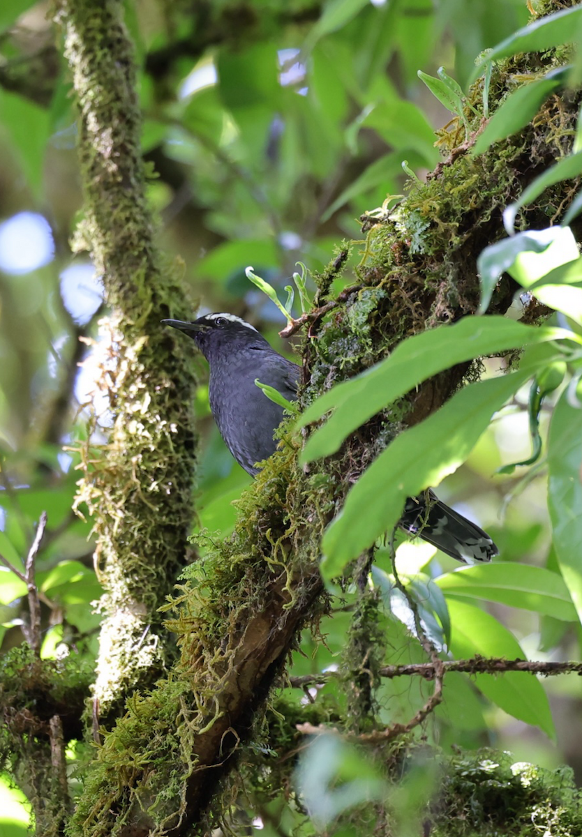 Siberian Thrush - ML635240676