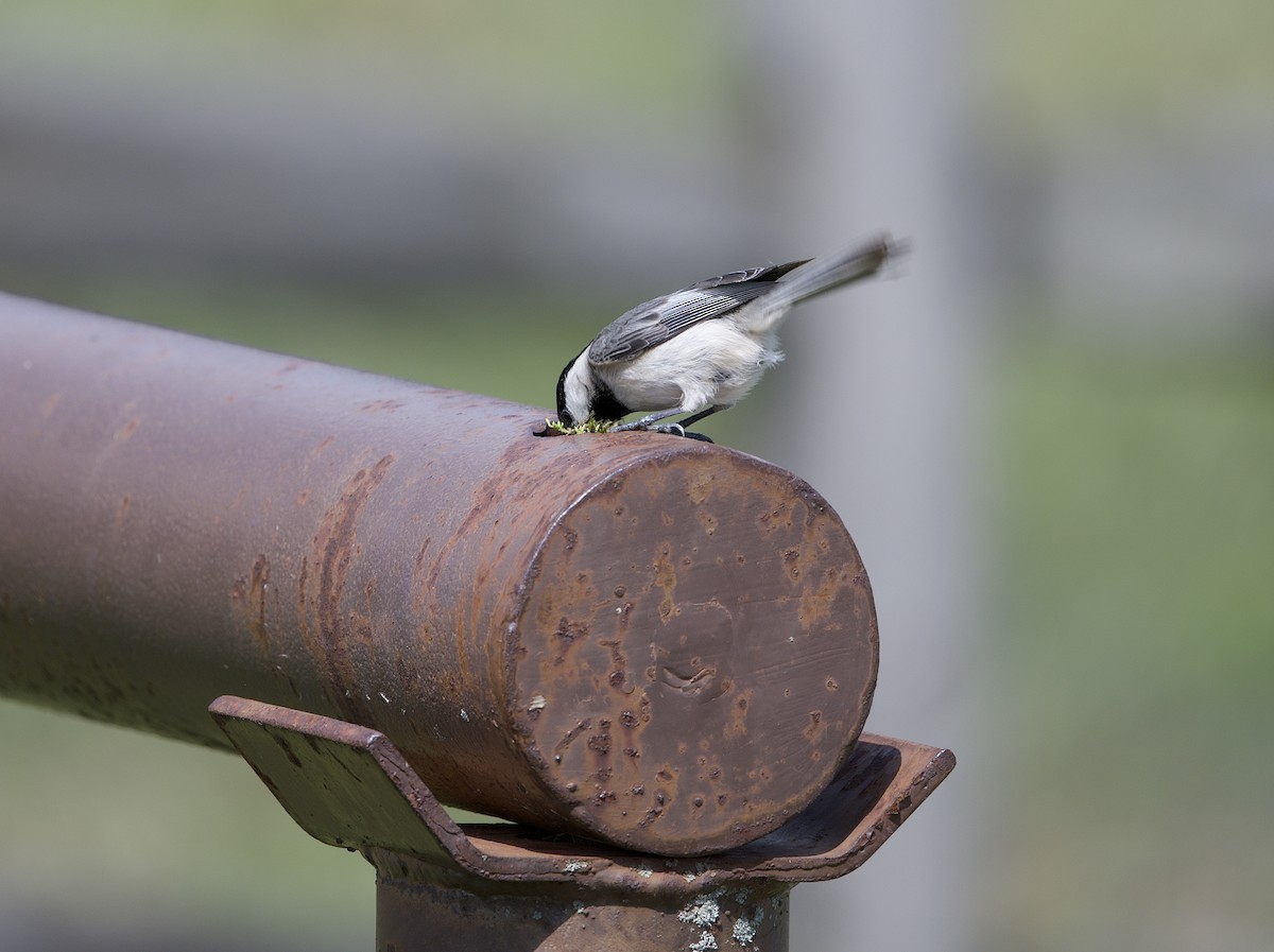 Carolina Chickadee - ML635240678