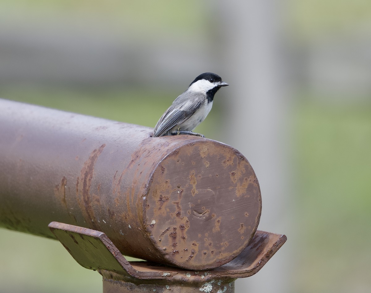 Carolina Chickadee - ML635240680