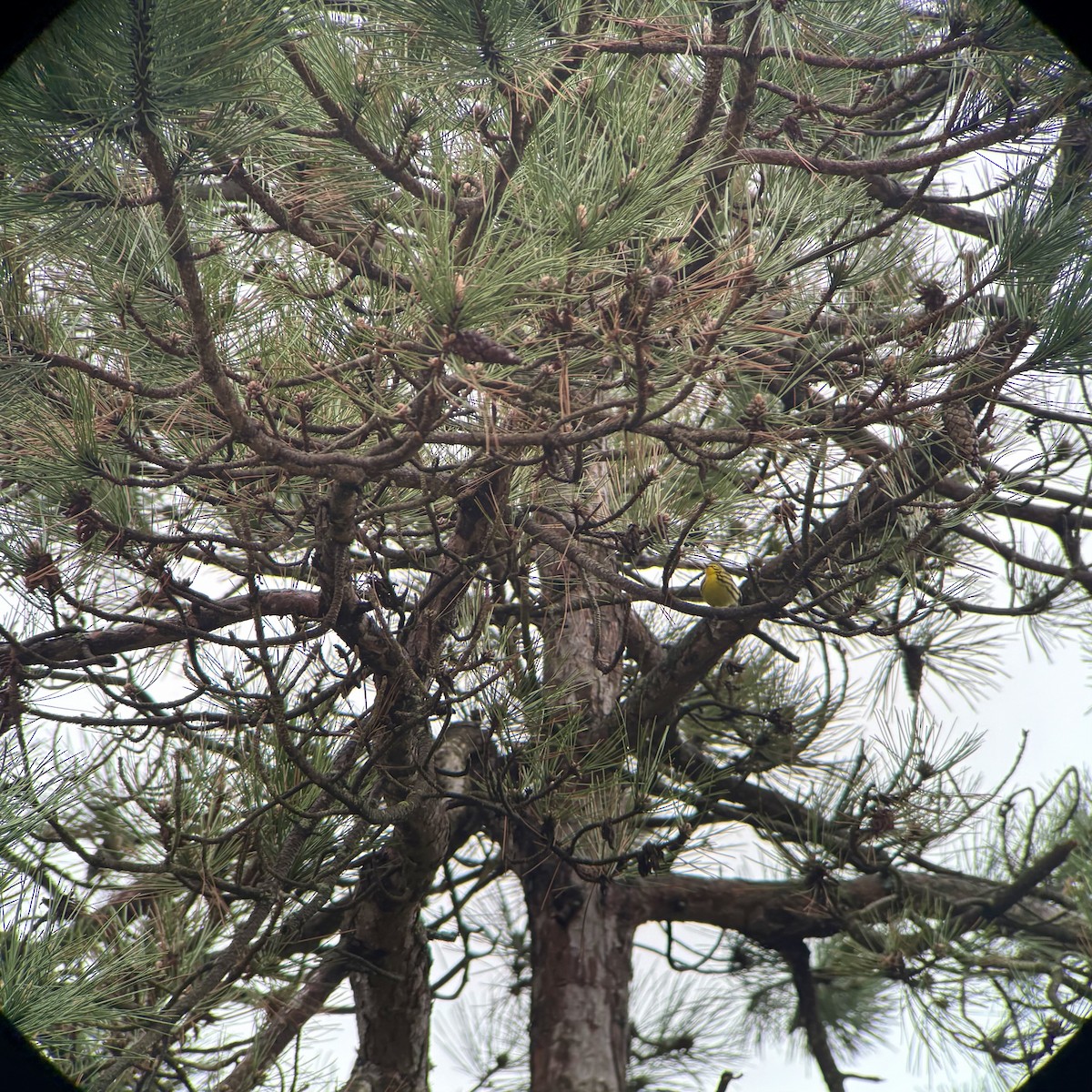 Prairie Warbler - ML635240702