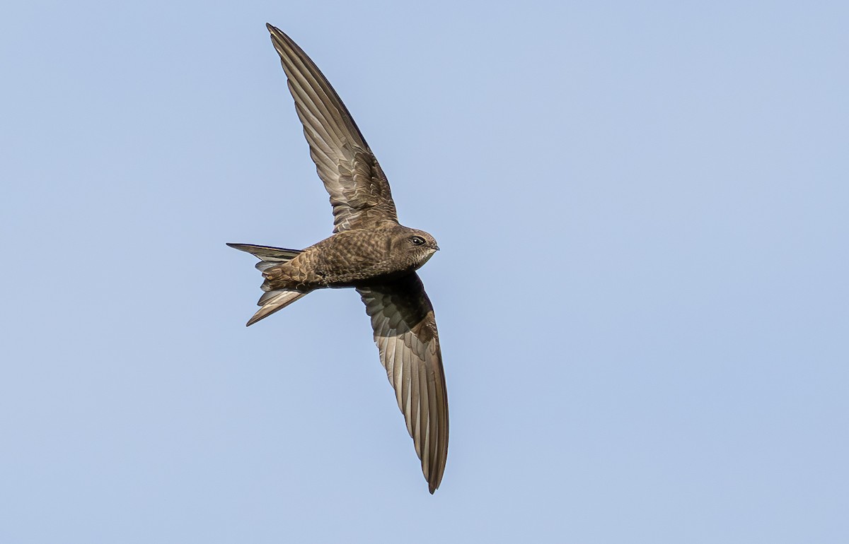 Rondone comune - ML635240760