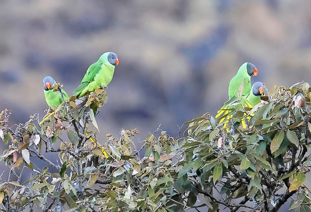Slaty-headed Parakeet - ML635240791