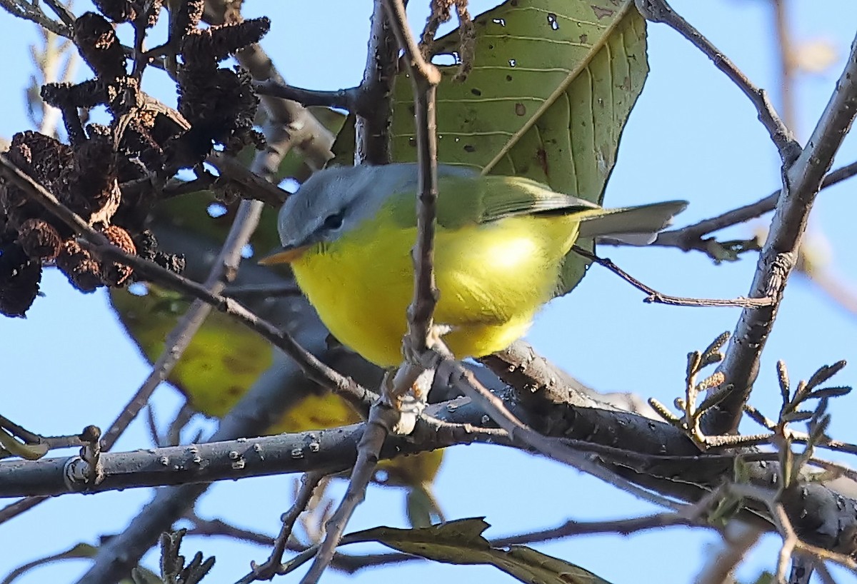 Gray-hooded Warbler - ML635240822