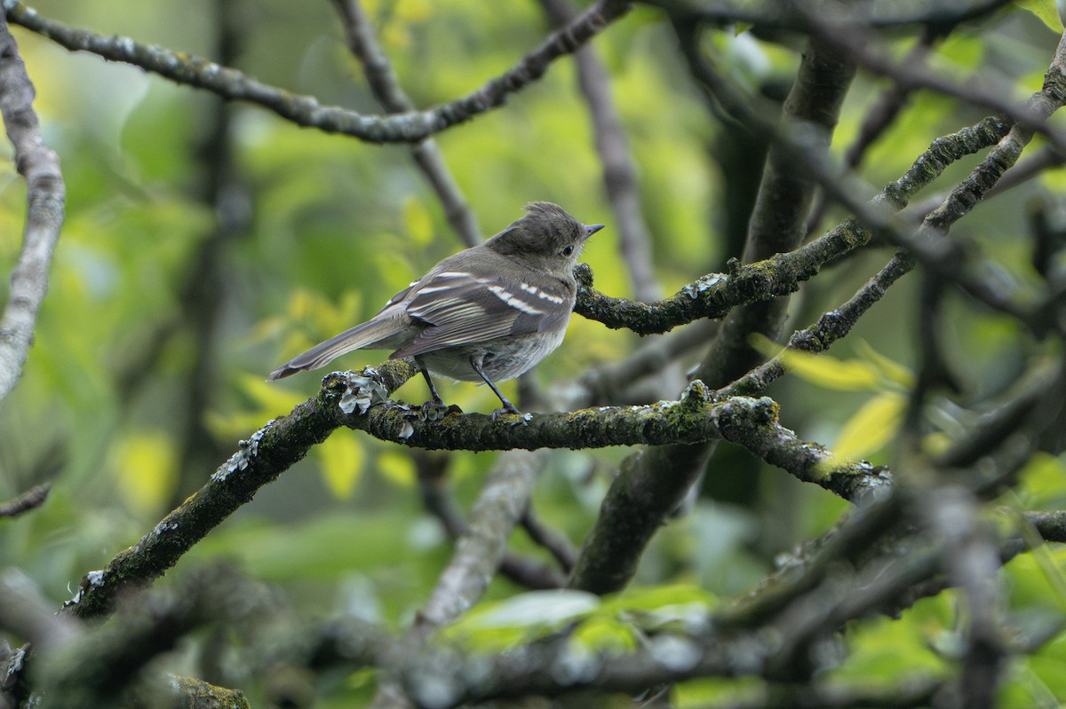 White-crested Elaenia (Chilean) - ML635241003
