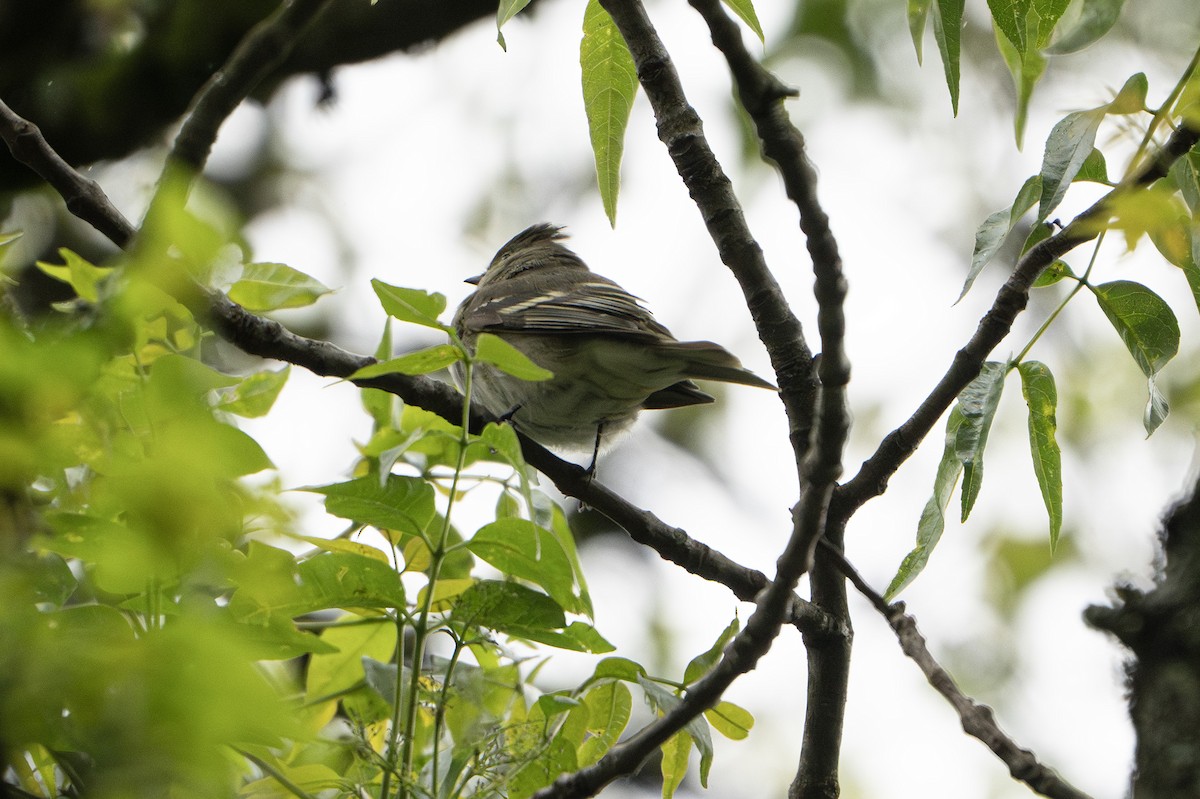White-crested Elaenia (Chilean) - ML635241004