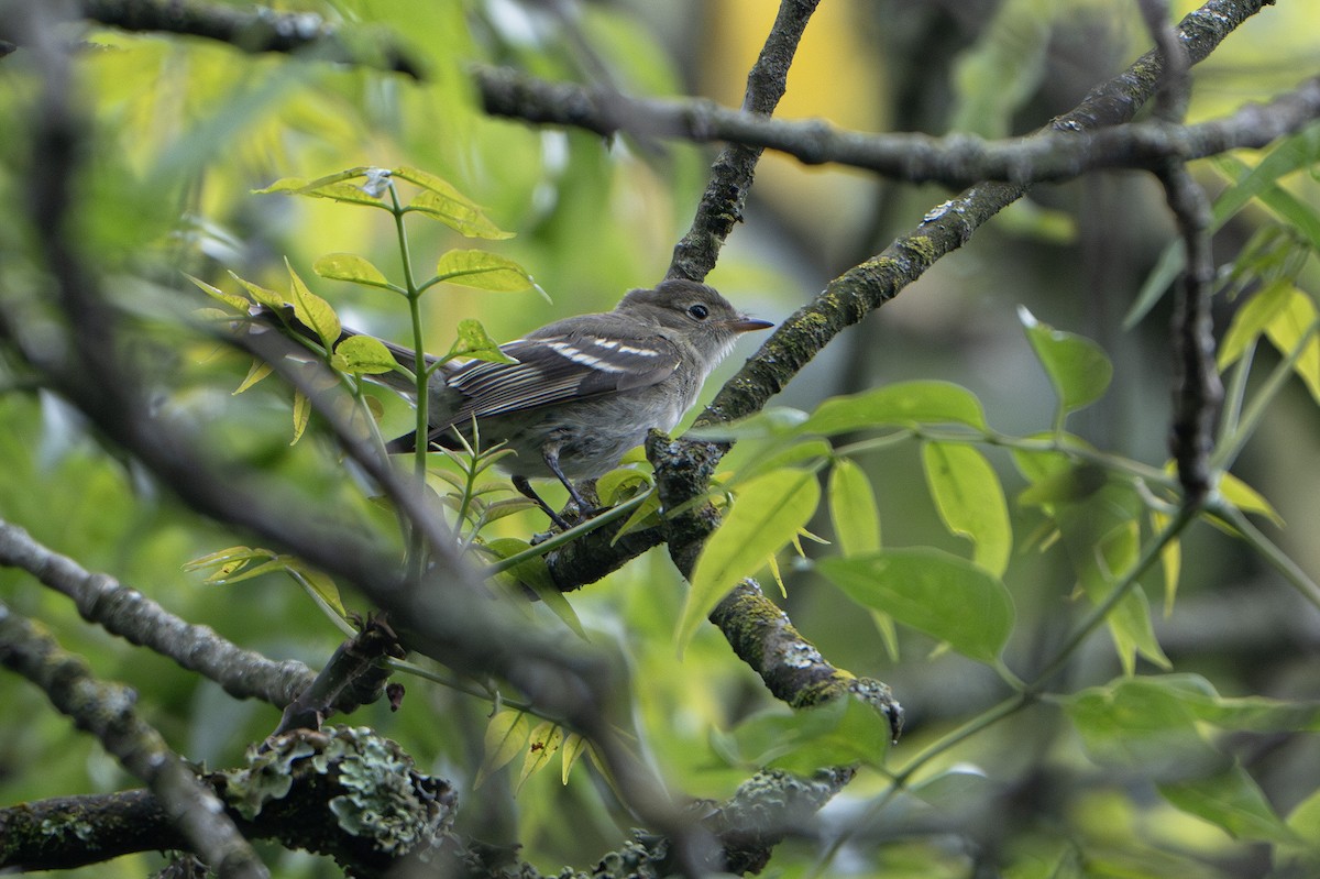 White-crested Elaenia (Chilean) - ML635241006