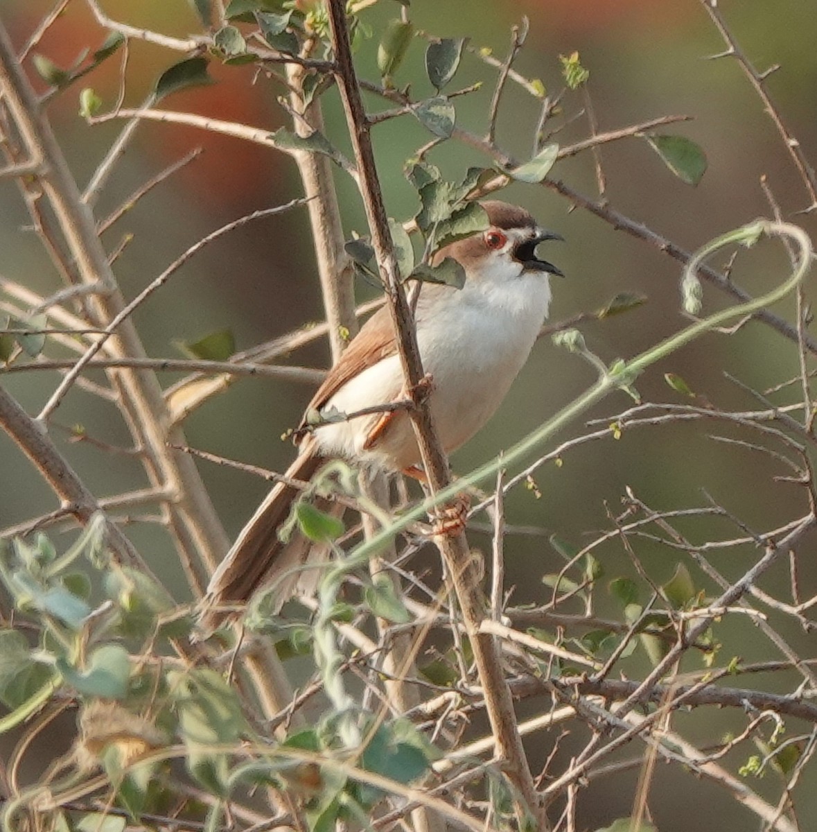Yellow-eyed Babbler - ML635241119