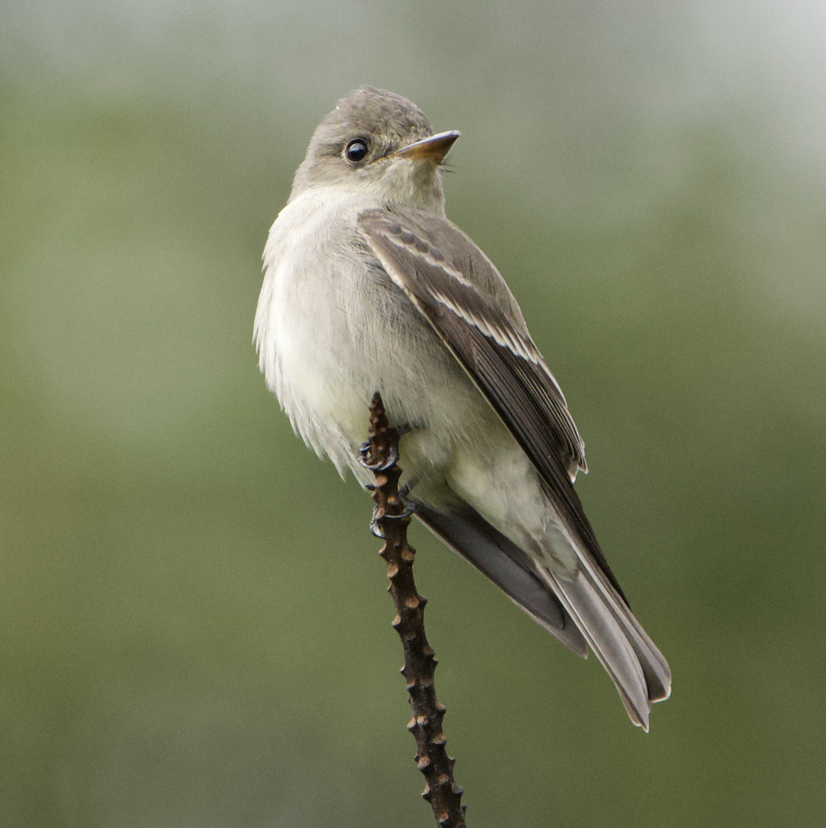 Eastern Wood-Pewee - ML635241207