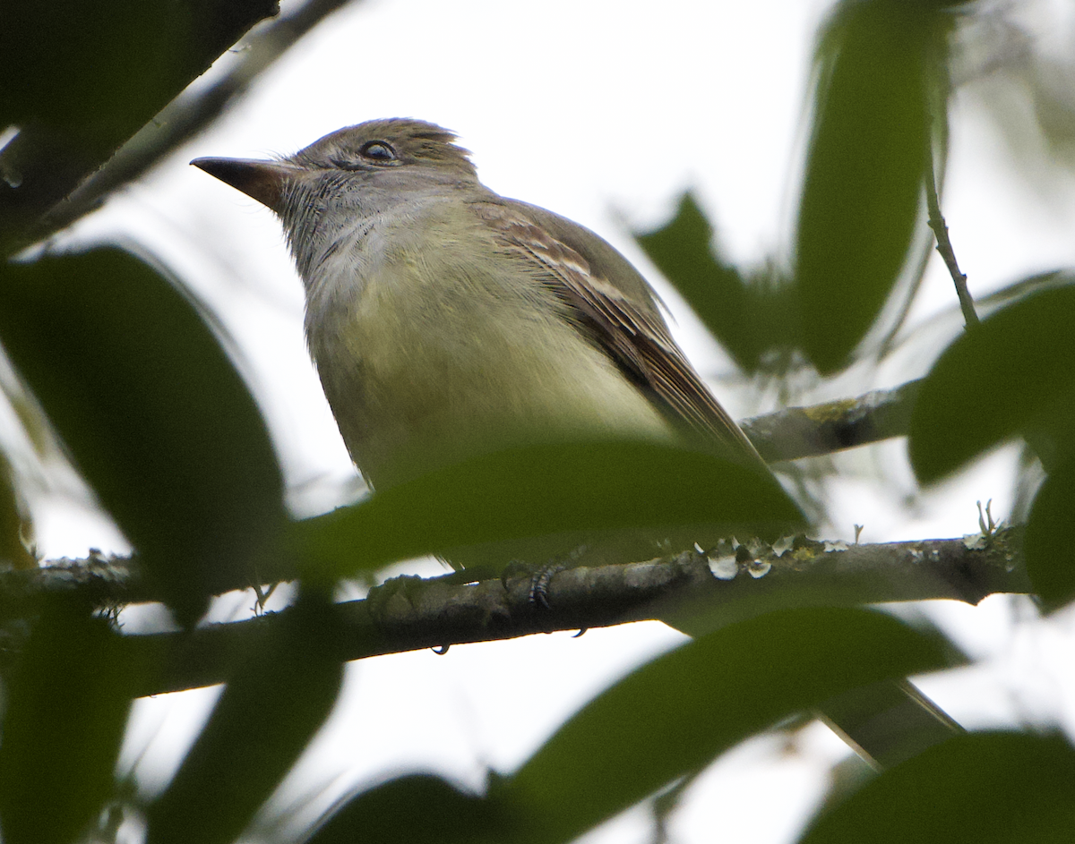 Great Crested Flycatcher - ML635241222