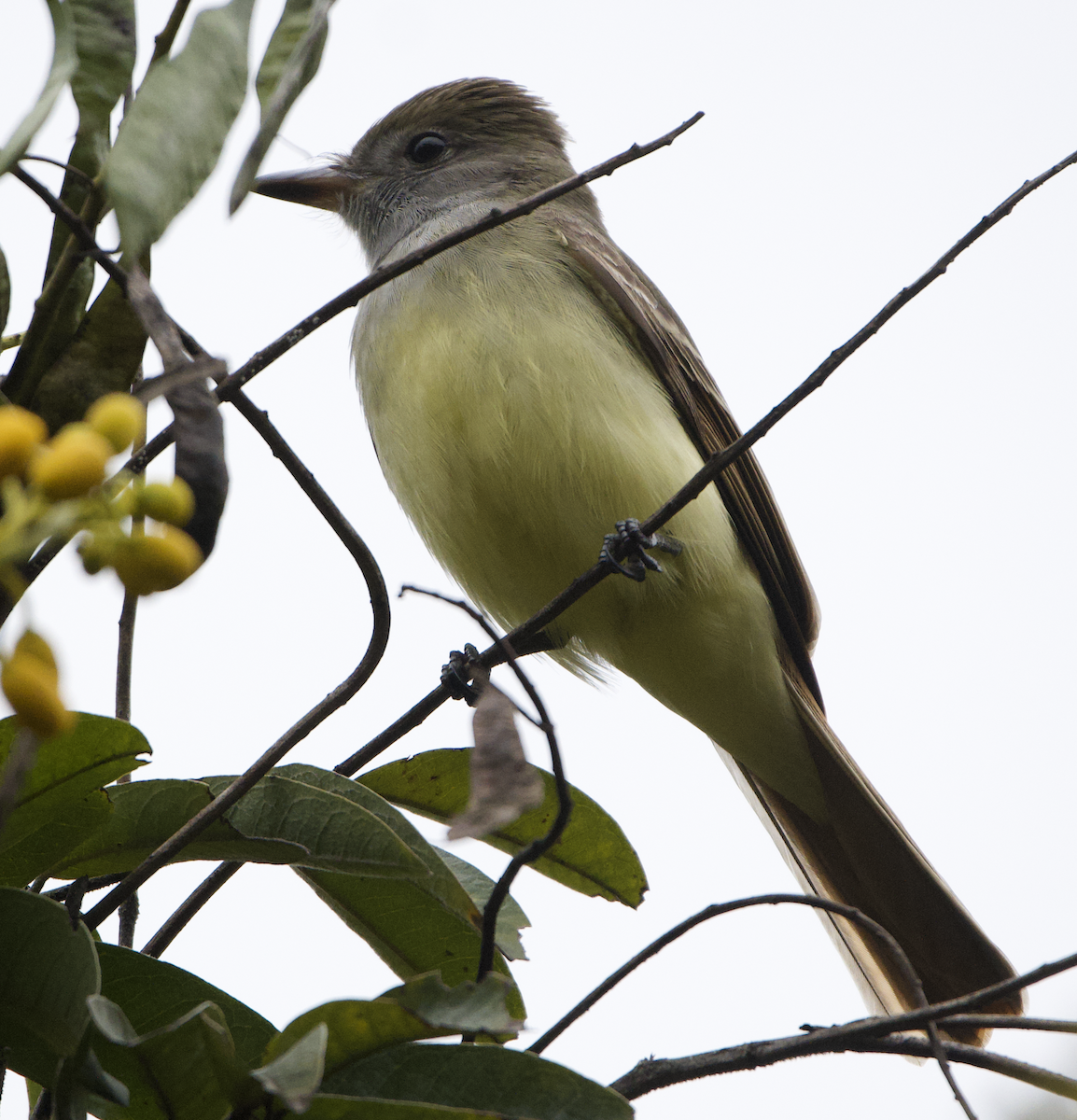 Great Crested Flycatcher - ML635241223