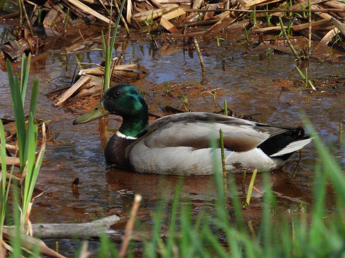 Mallard - ML635241276