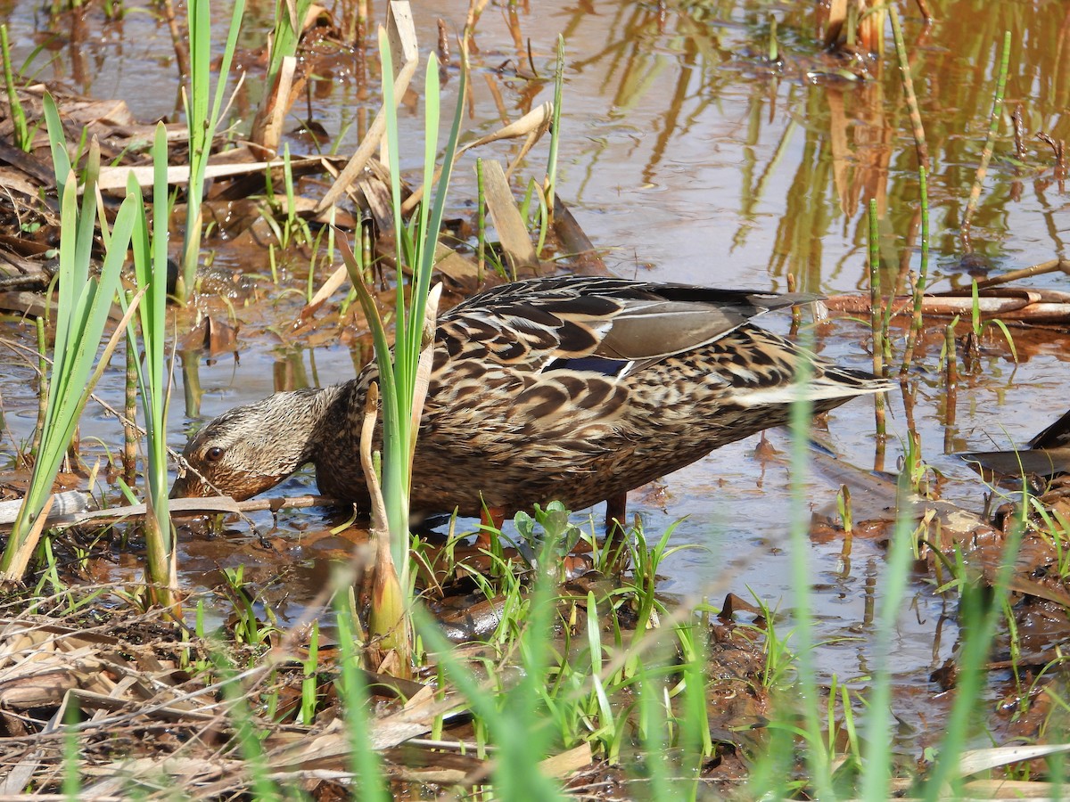 Mallard - ML635241278