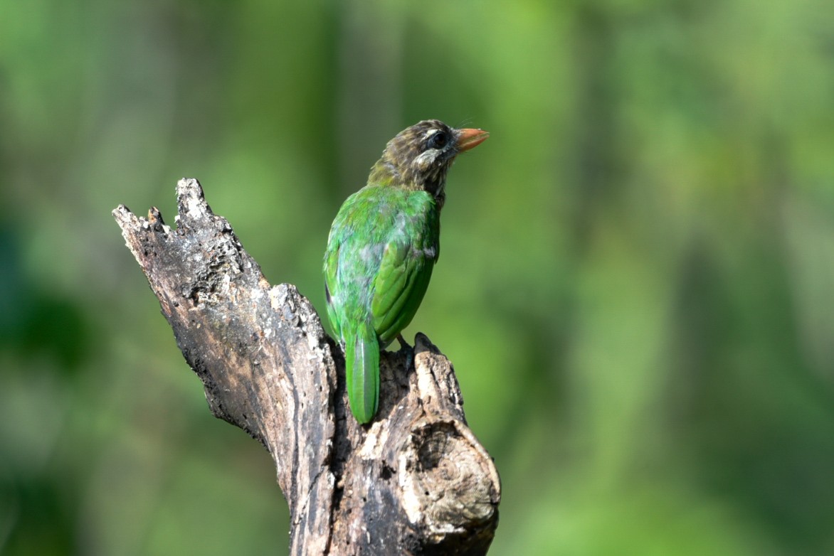 Grünbartvogel - ML635241296