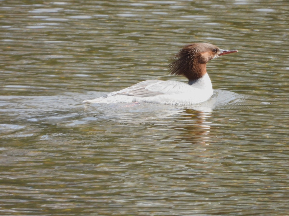 Common Merganser - ML635241318