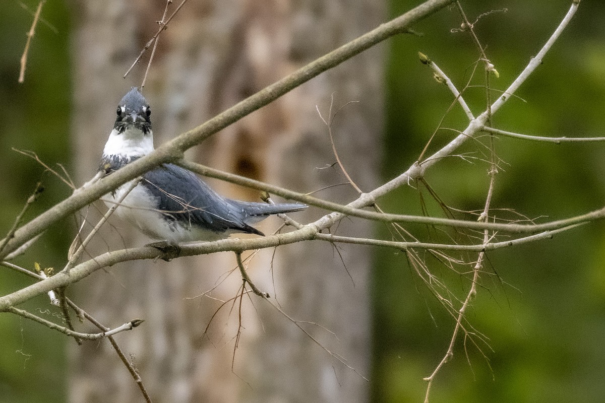 Belted Kingfisher - ML635241325