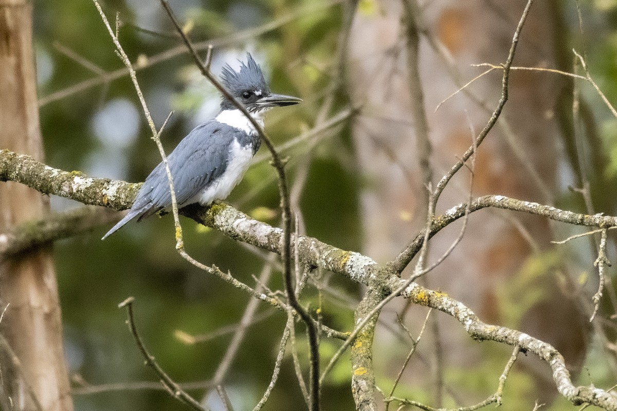 Belted Kingfisher - ML635241327