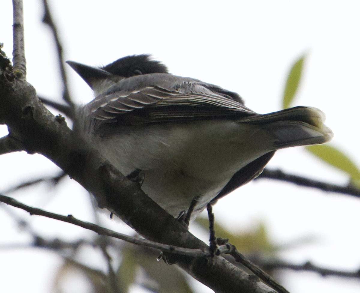 Eastern Kingbird - ML635241336