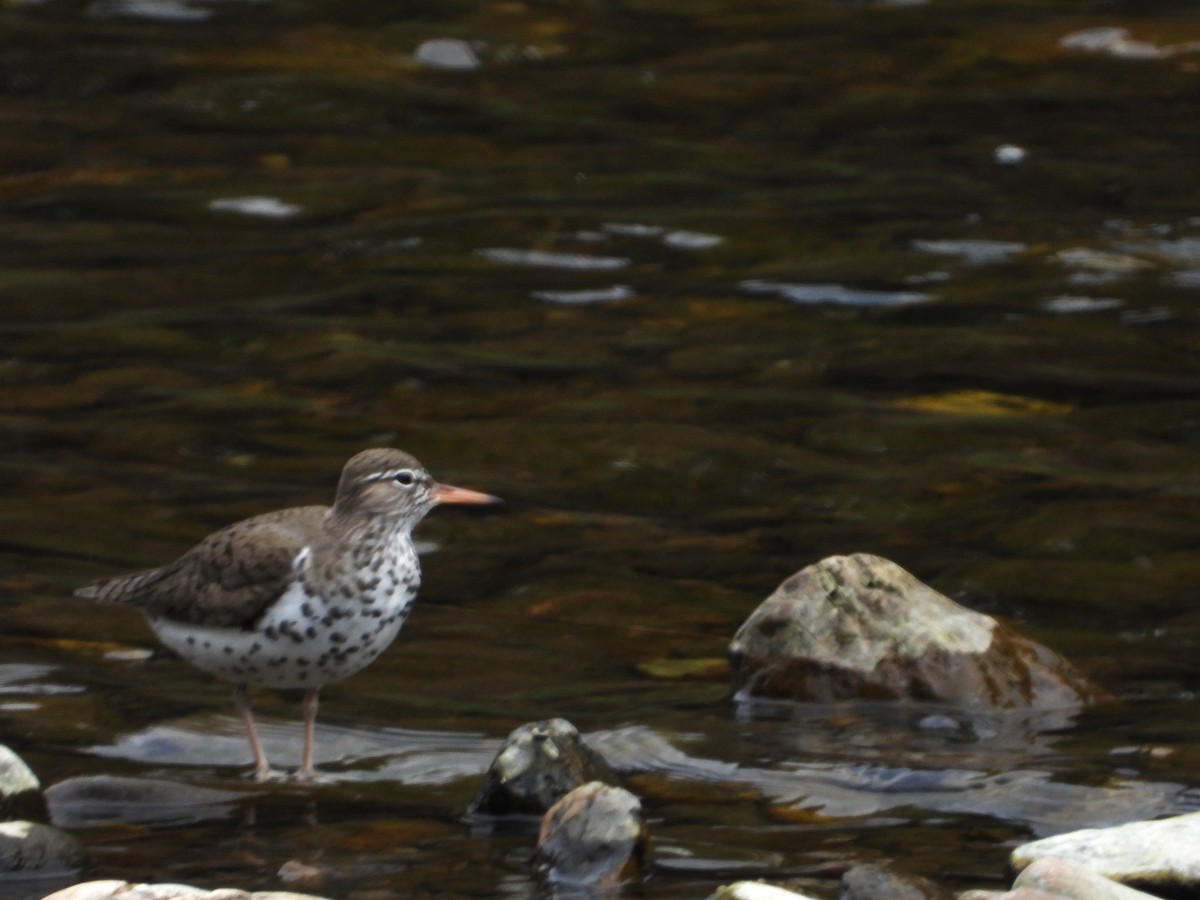 Spotted Sandpiper - ML635241338