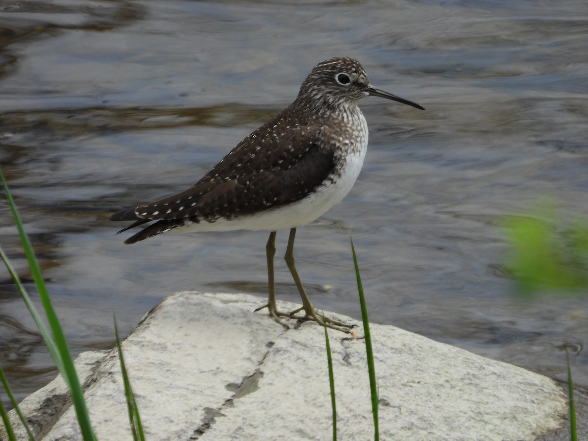 Solitary Sandpiper - ML635241358