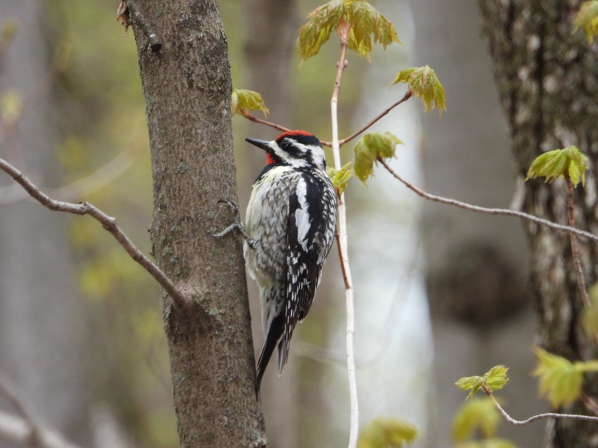 Yellow-bellied Sapsucker - ML635241392