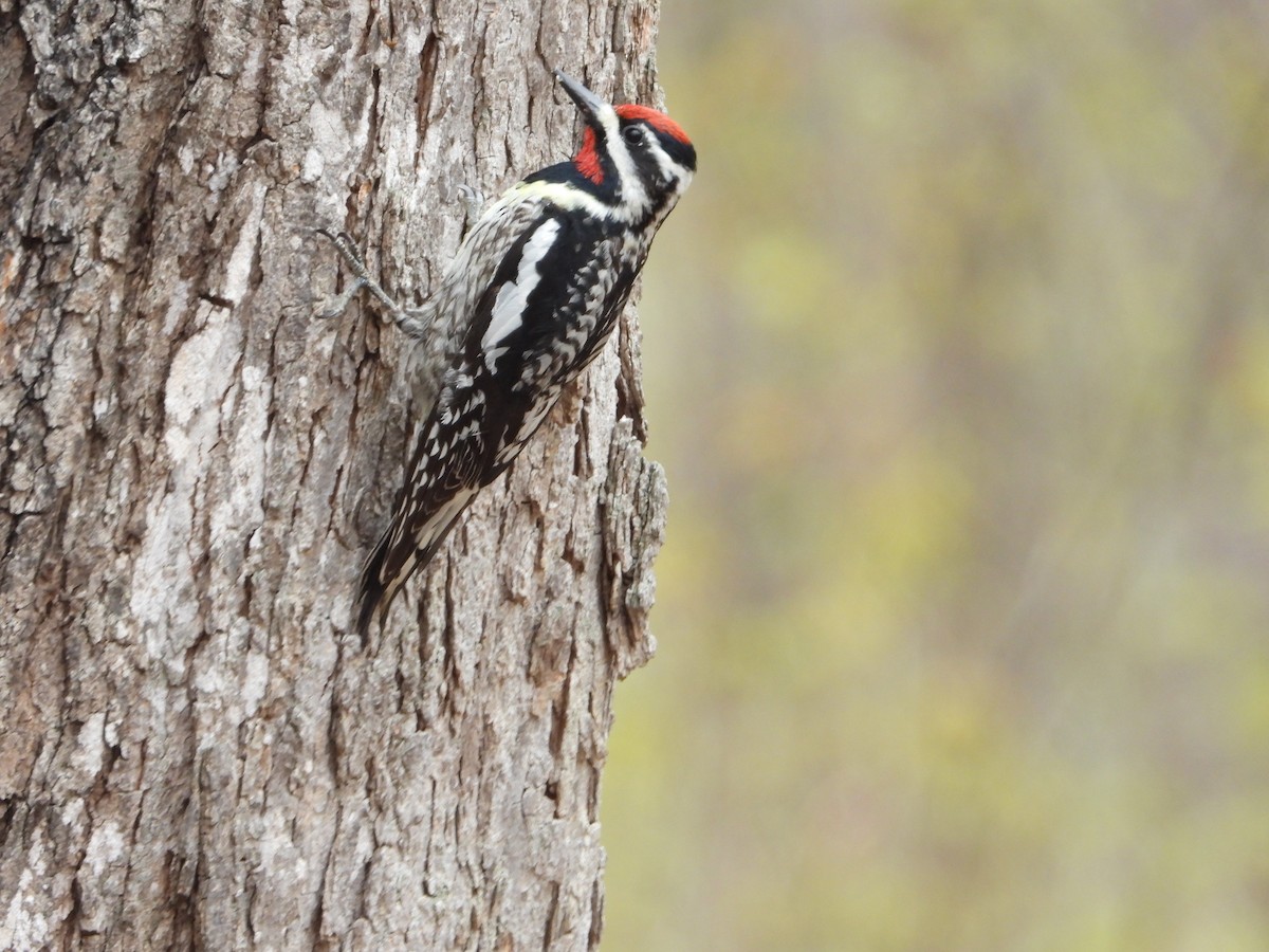 Yellow-bellied Sapsucker - ML635241393